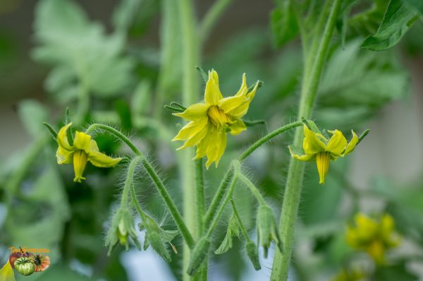 ALBENGA OXHEART - Image 6