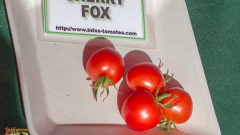 CHERRY FOX