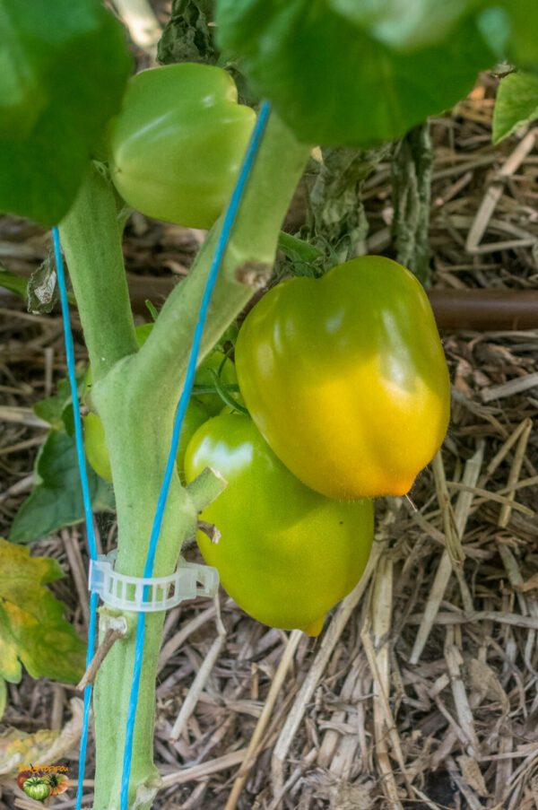 chile verde