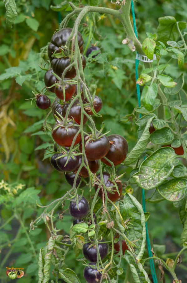 CLACKAMAS BLUEBERRY - Image 3