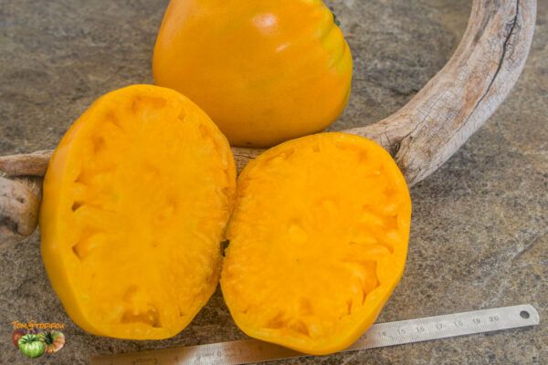 CLEOTA YELLOW - Image 5