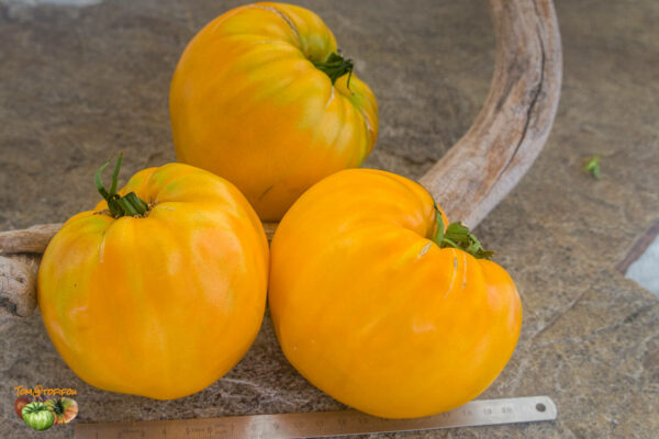 CLEOTA YELLOW - Image 3
