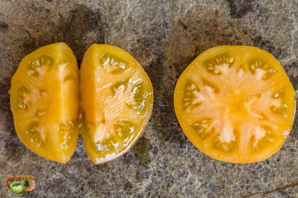 DWARF ORANGE CREAM - Image 7
