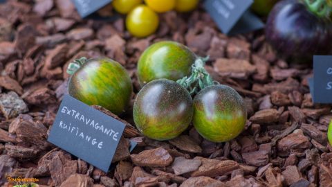 EXTRAVAGANTE ROUFFIANGE