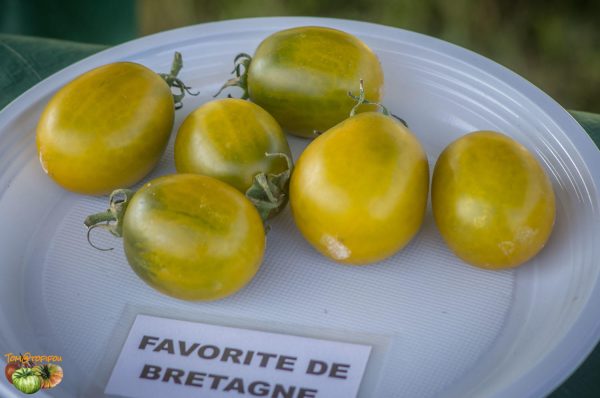 favorie de bretagne