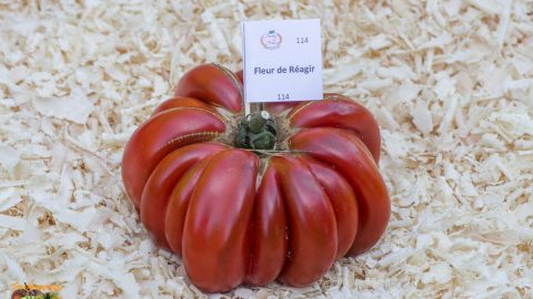FLEUR DE REAGIR