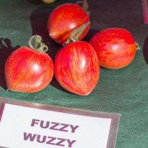 fuzzy wuzzy
