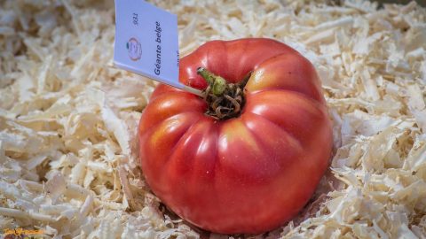 GIANT BELGIUM