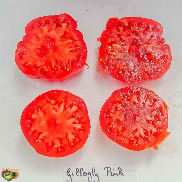 gillogly pink