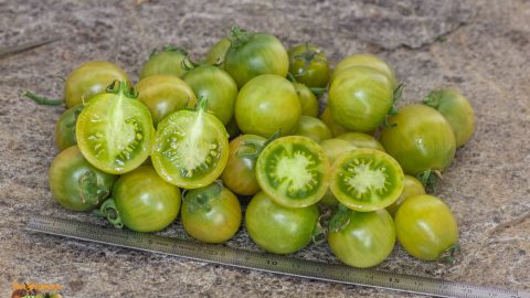 GREEN GRAPE BEYOND