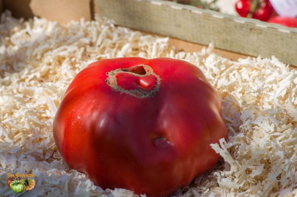 GROSSE ROUGE de VIENNE - BIG RED FROM VIENNA - Image 3