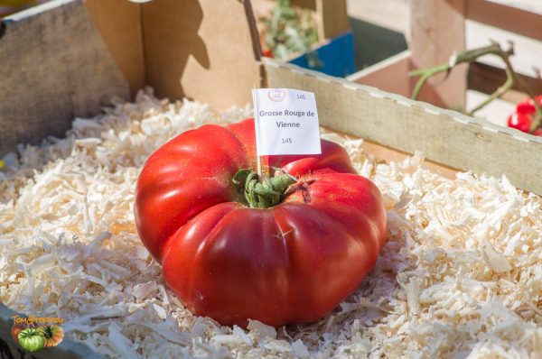 GROSSE ROUGE de VIENNE - BIG RED FROM VIENNA