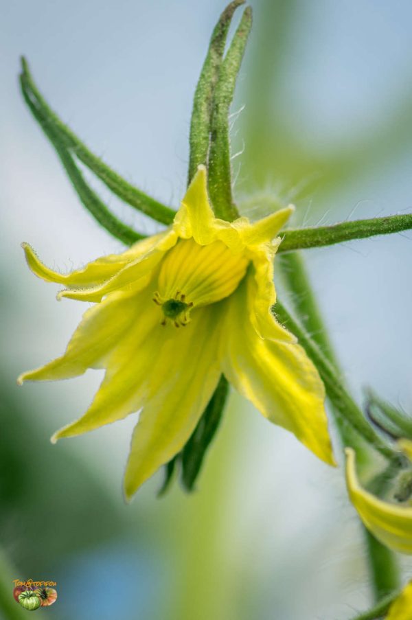 HUGH'S LEMON OXHEART - Image 10