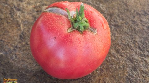 KROSKA PINK BULGARIAN