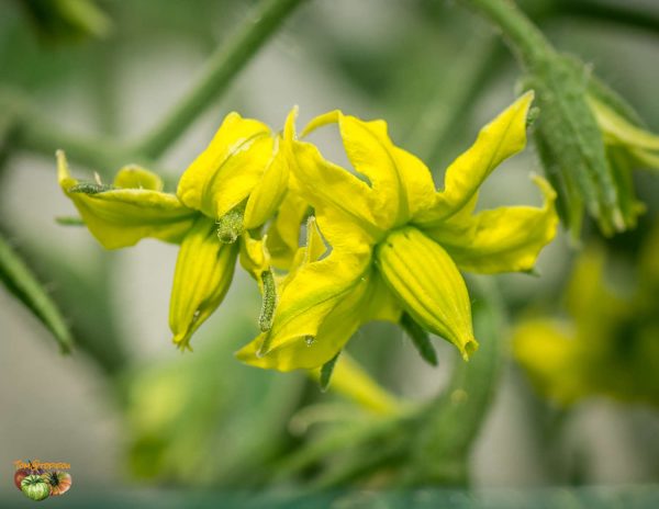 LIME GREEN SALAD - Image 8
