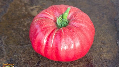 NAPA GIANT