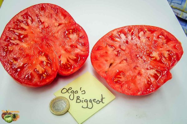 OLGA'S BIGGEST - Image 2