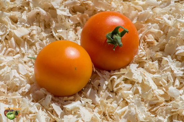 orange bourgoin