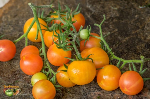 rainbow bicolor cherry