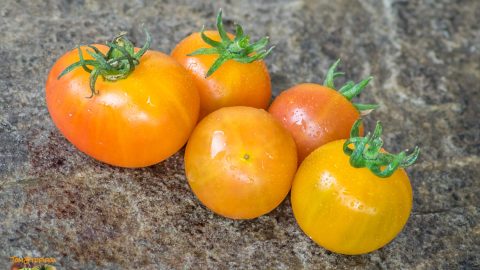 RAINBOW BICOLOR CHERRY