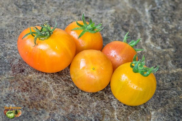 rainbow bicolor cherry