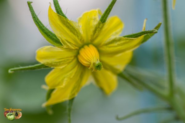 rosa de altea