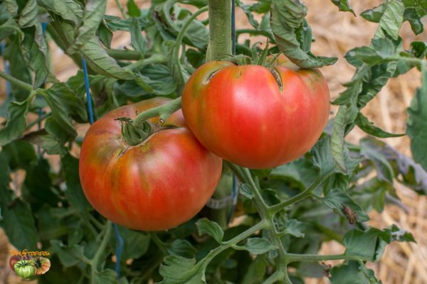 ROSE D'EAUZE - Image 7