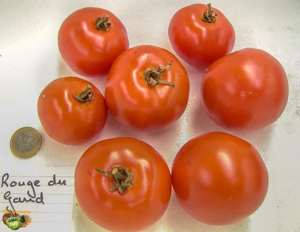 rouge de gand