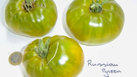 RUSSIAN GREEN
