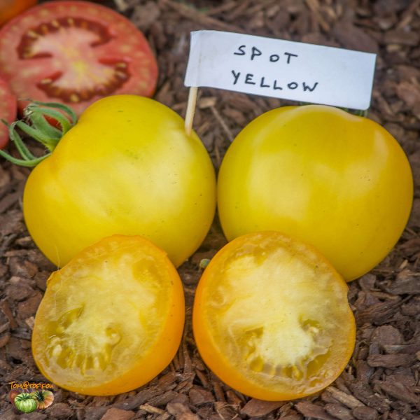 spot yellow