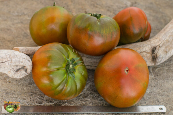 STRAWBERRY MARGARITA BICOLOR - Image 4