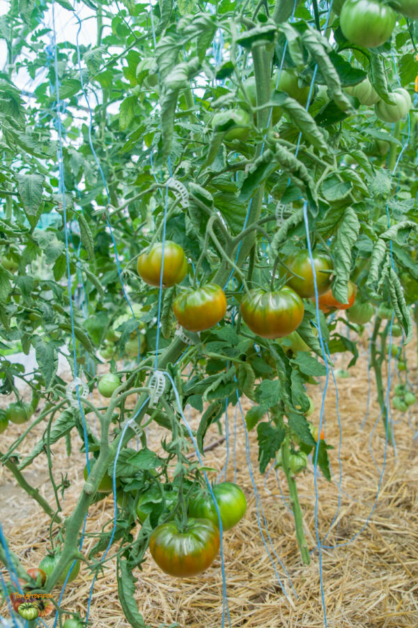 STRAWBERRY MARGARITA BICOLOR - Image 7