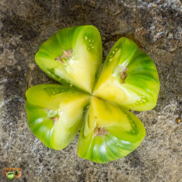 SUMMERTIME GREEN - Image 4