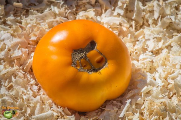 YELLOW BRANDYWINE, PLATFOOT STRAIN - Image 2