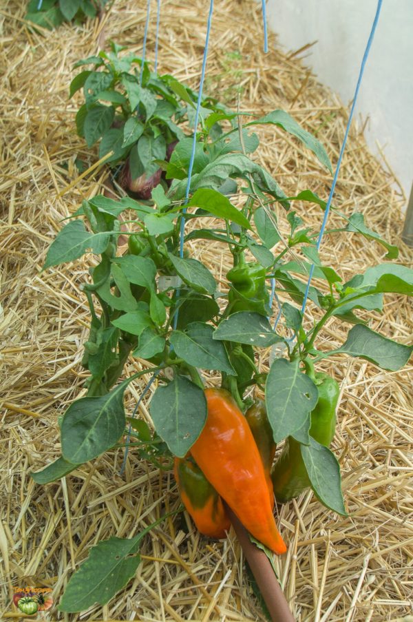 ramiro orange