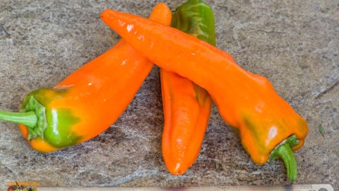 RAMIRO ORANGE
