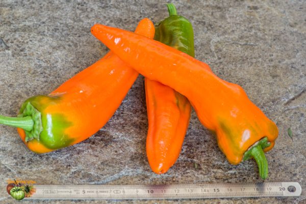 ramiro orange