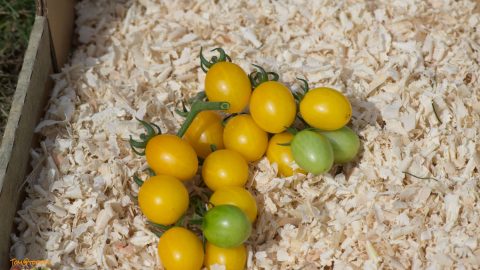 YELLOW PLUM