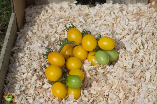 yellow plum