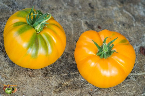 yuko's persimmon perfection