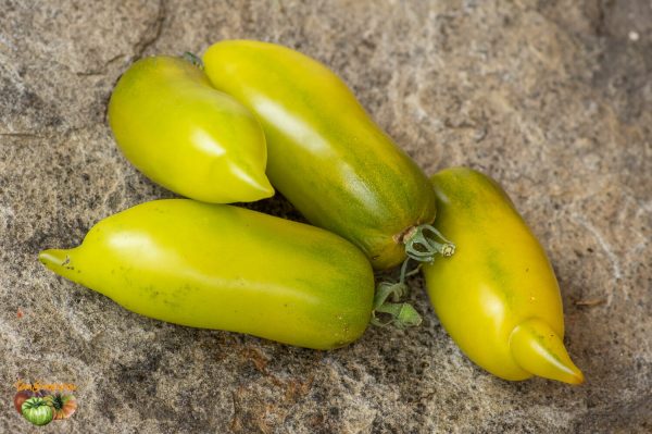 ZALAIS PIPARTOMATS - Image 4