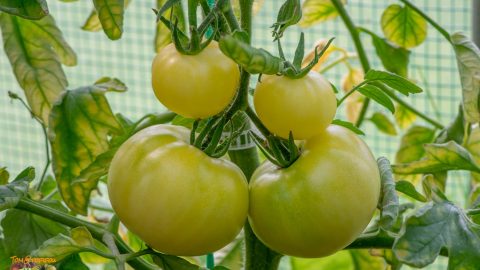 ZEA SONNABEND WHITE