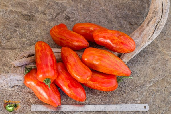 dwarf pepper like striped
