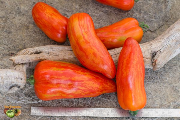 dwarf pepper like striped