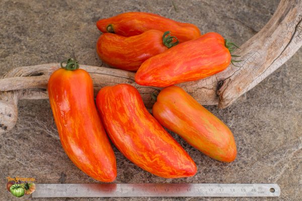 dwarf pepper like striped