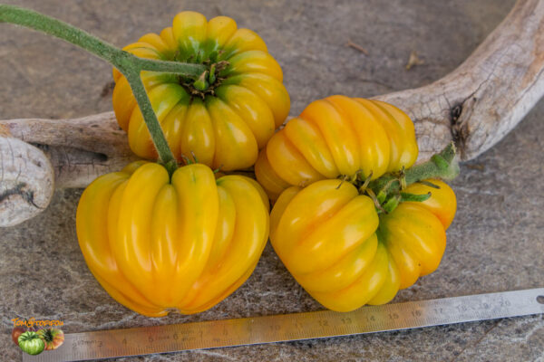 florentine beauty bi color