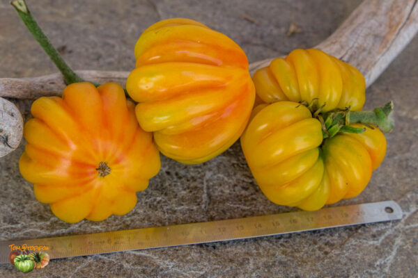 florentine beauty bi color