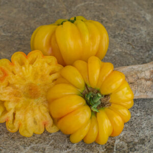 florentine beauty bi color