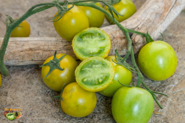 hoosier outlaw green cherry