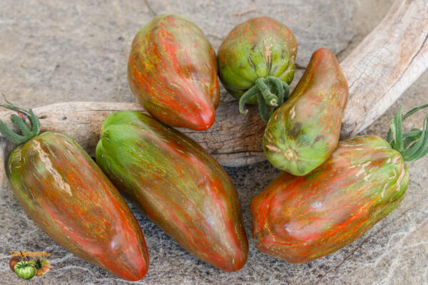 cuban salami кубинский салями
